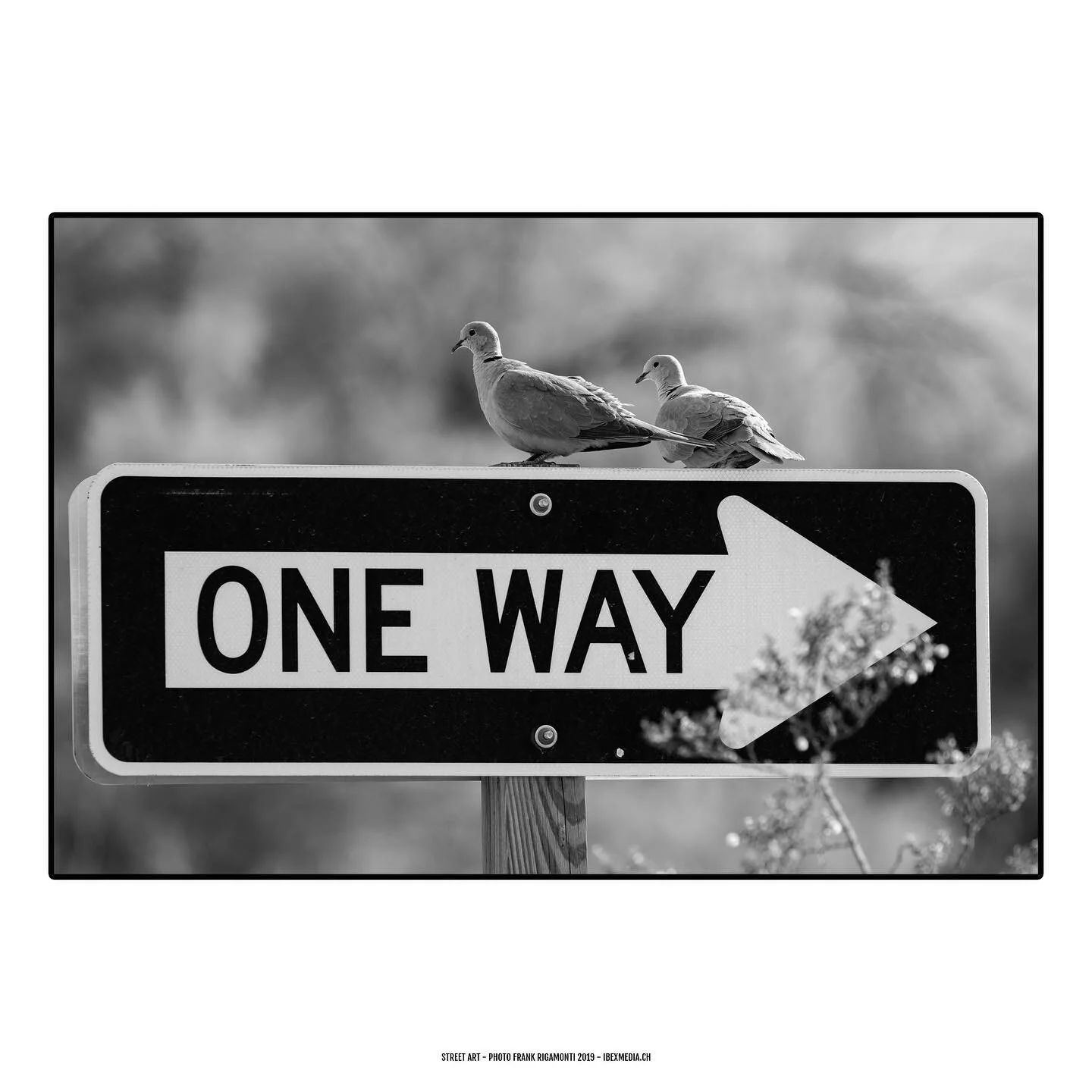 #streetart #usa #travel #blackandwhite #photography #art #details #birds #canon #photo #amazing