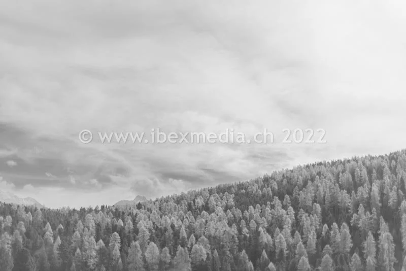 ibexmedia.ch - LAMM 01-2022 -007.jpg