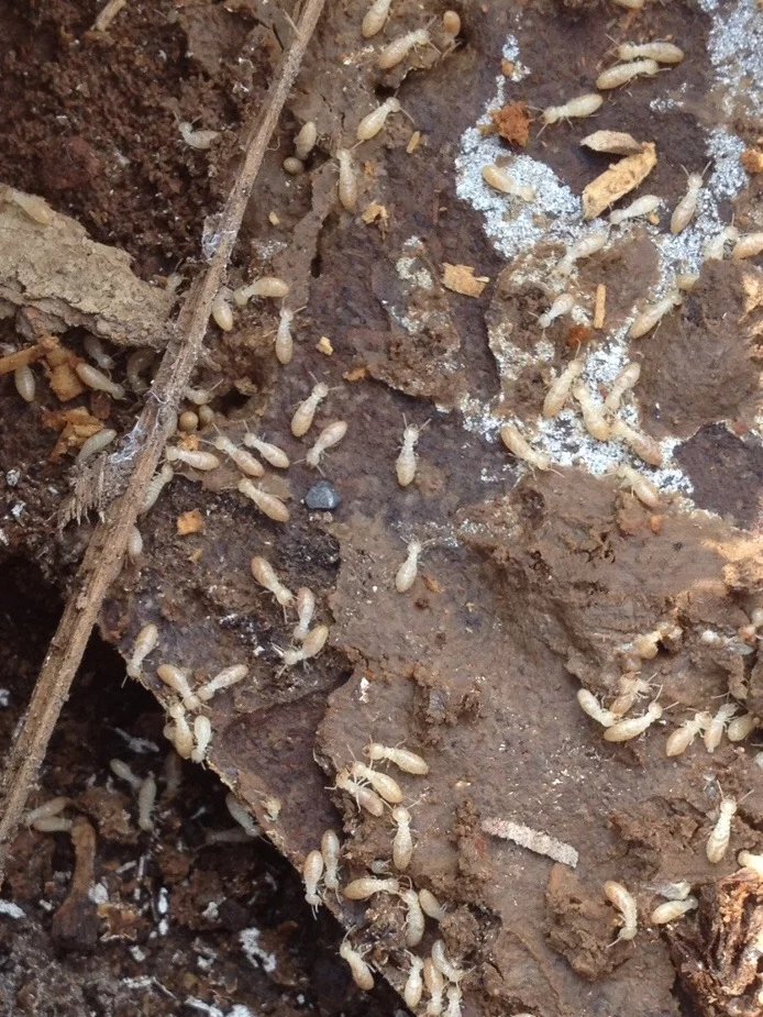Subterranean T ermites found while renovations were being done on a home. Termites will dry up and die above ground only the black swarmers will come out in the open.