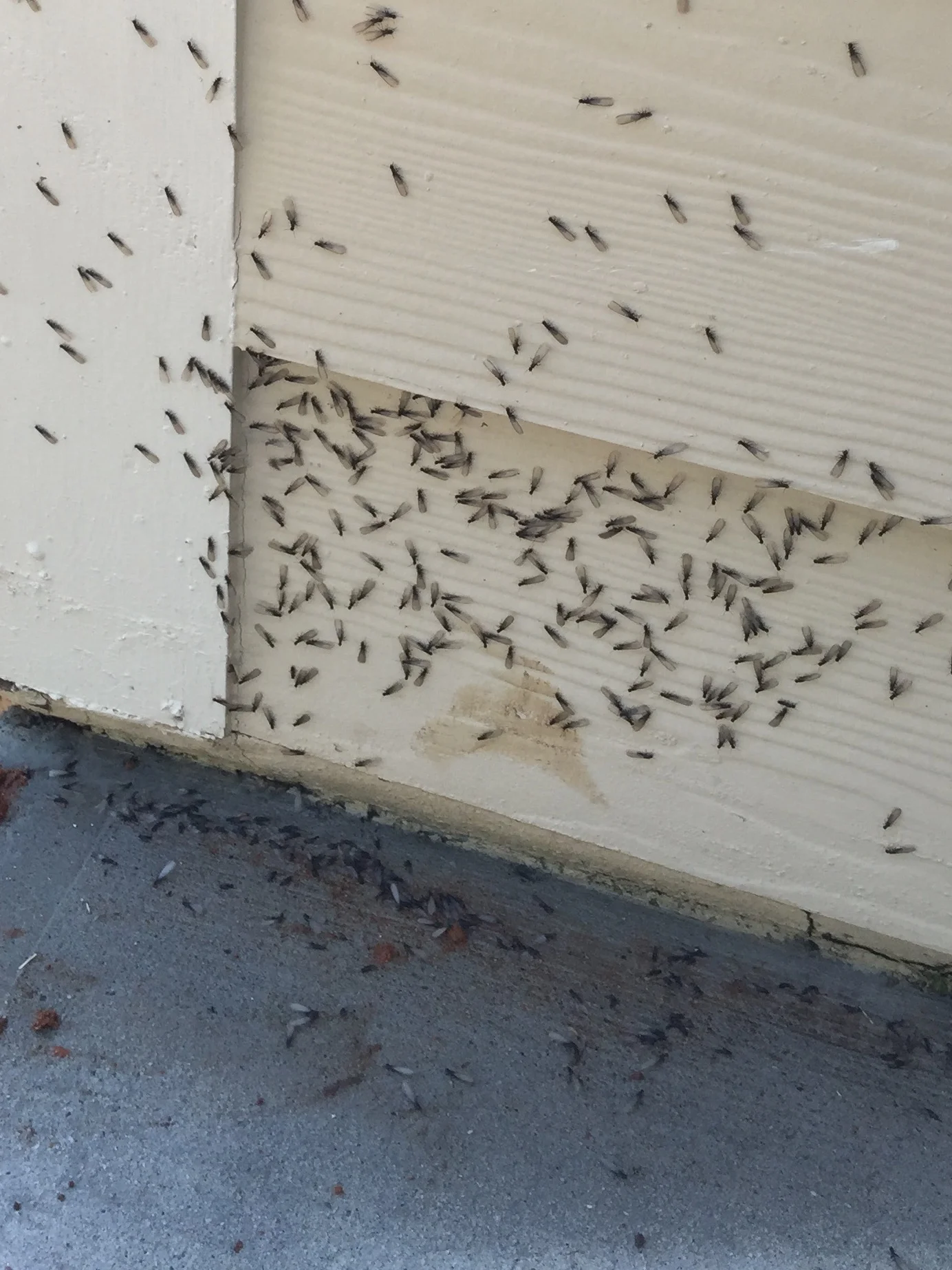 Termite Swarmers come out mainly in the Spring. There weak flyers and are attracted to light. They are out to mate and reproduce. They will shed there wings quickly.