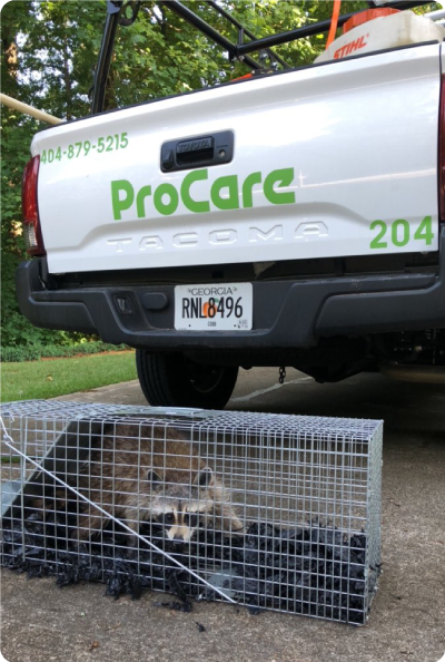ProCare-Exclusion-Racoon.png