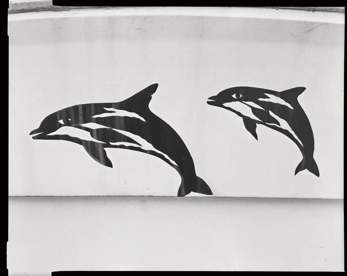dolphins.jpg