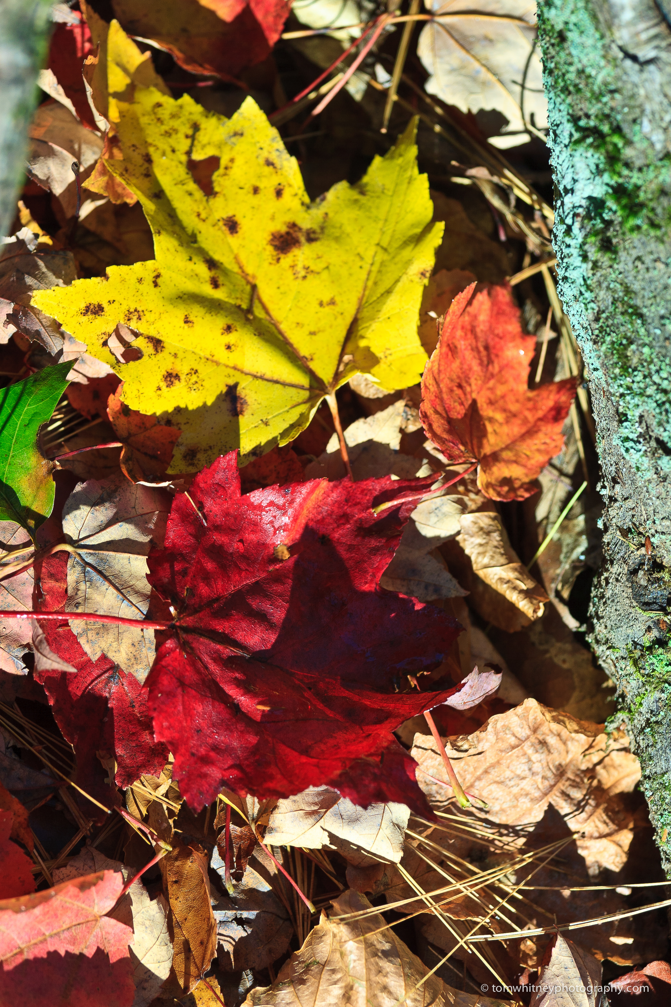 Fallen Leaves