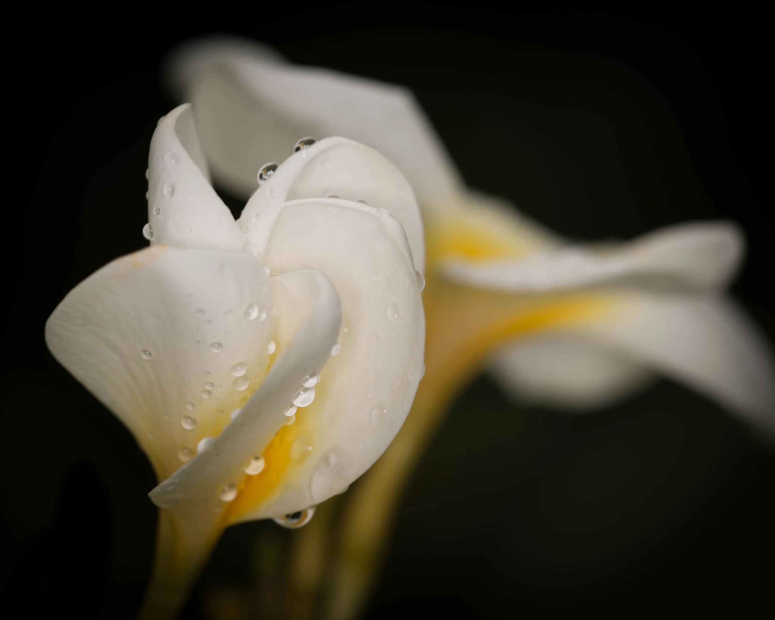 Plumeria