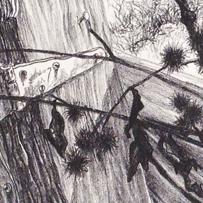 In this detail it is apparent that Jack drew the burdock stems, leaves and seed pods after the Holstein and the fence and gate had been laid down.