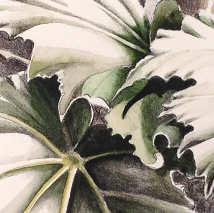 Sondra's control of the watercolor medium is well illustrated in this detail from her print.