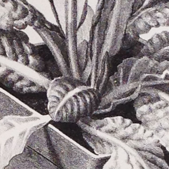 Sondra manages to get a full range of tones and texture out of just a few square inches of a print. There are the deepest blacks here, the lightest grays and there is a lot happening in between.