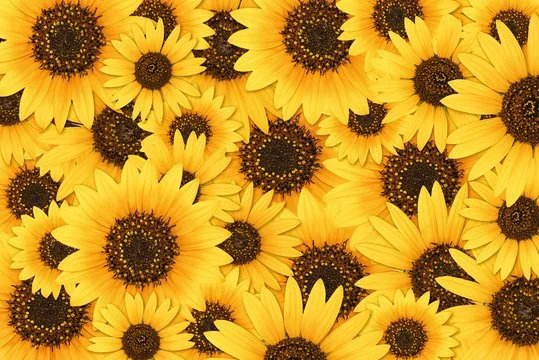 sunflower background.jpg