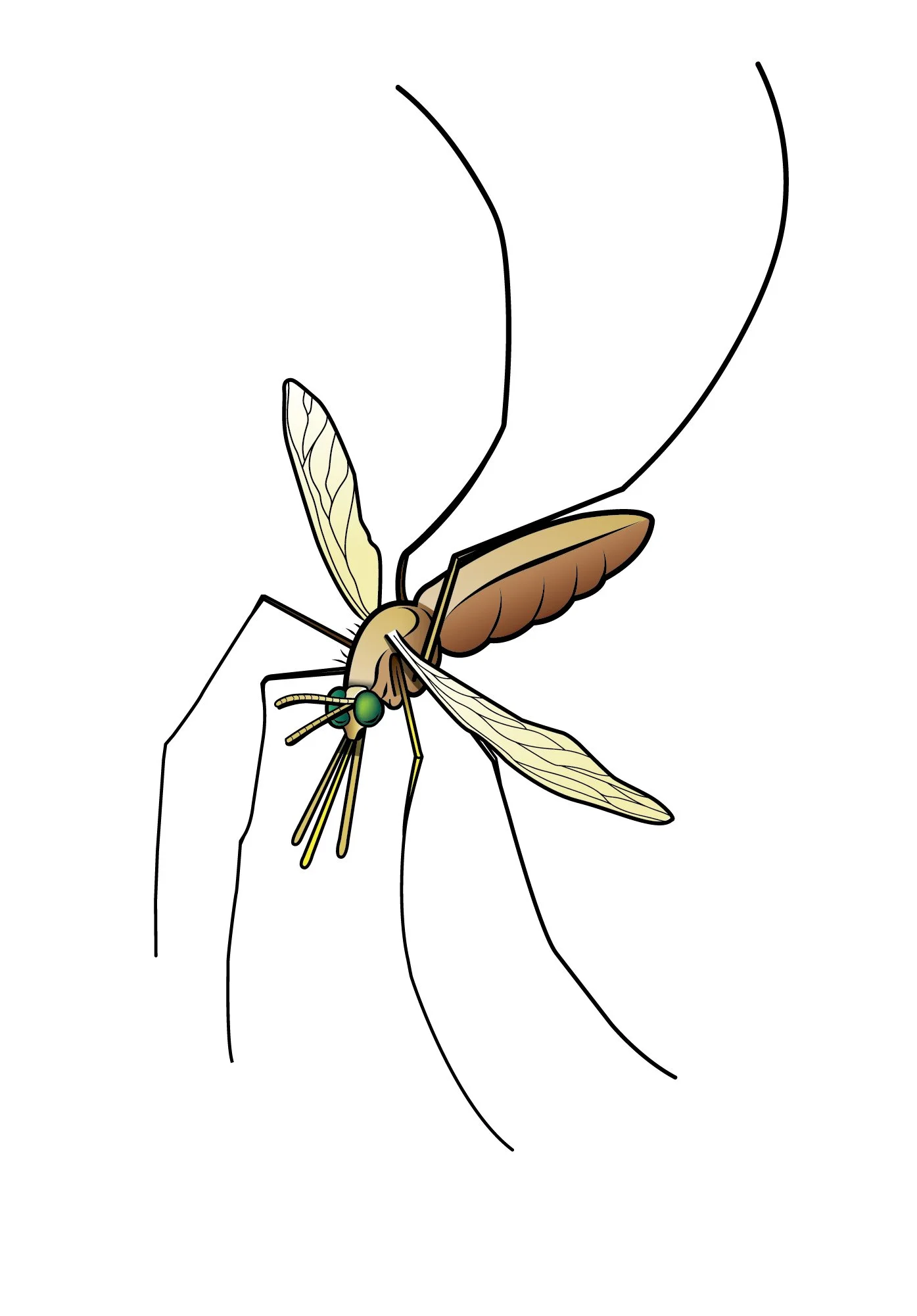 Anopheles_white1.jpg