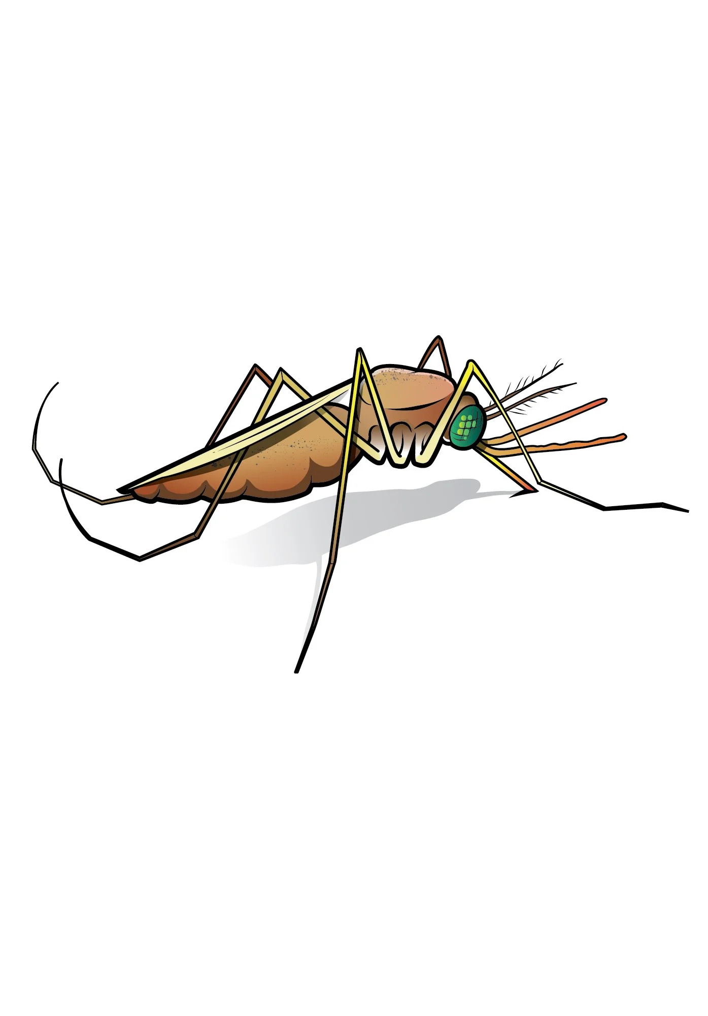 Anopheles_white3.jpg