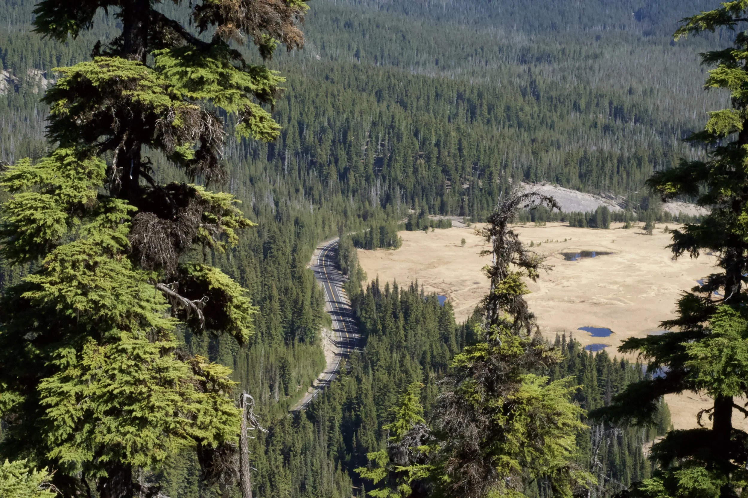 stone-cold wild woman