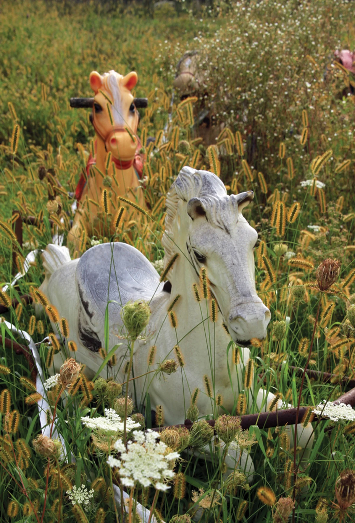 Field of Horses