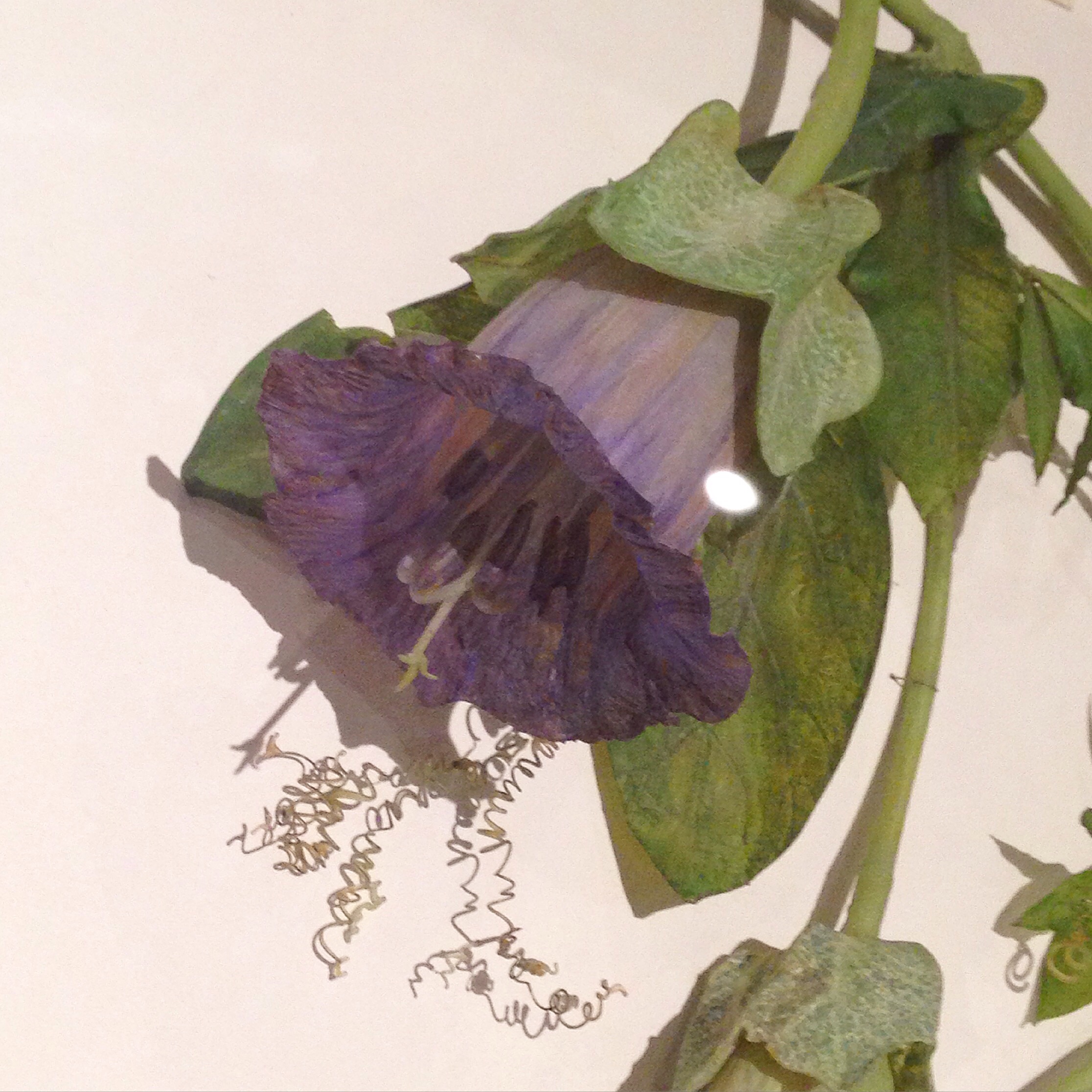 One of the lovely glass flowers seen on my visit.