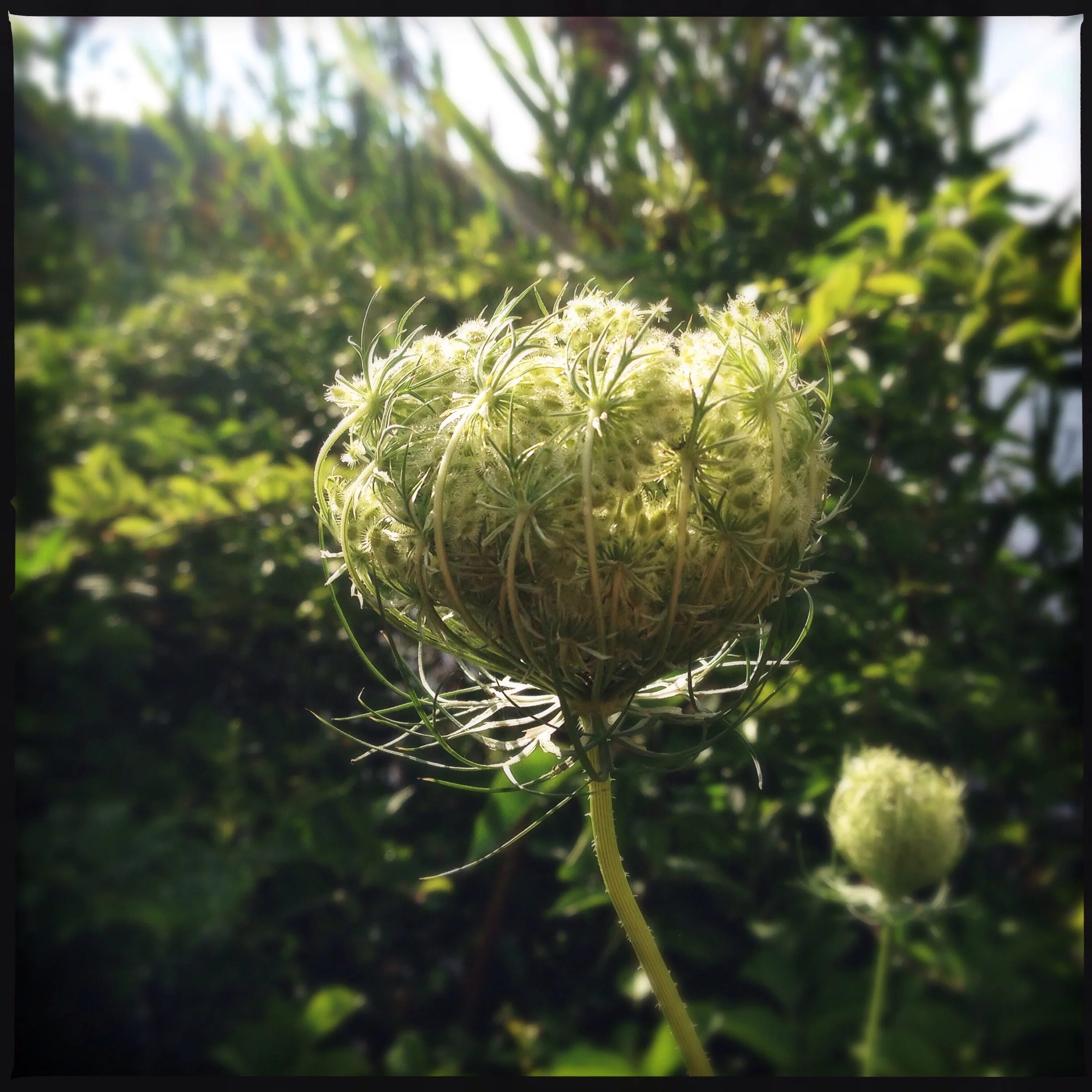 Queen Anne's Lace