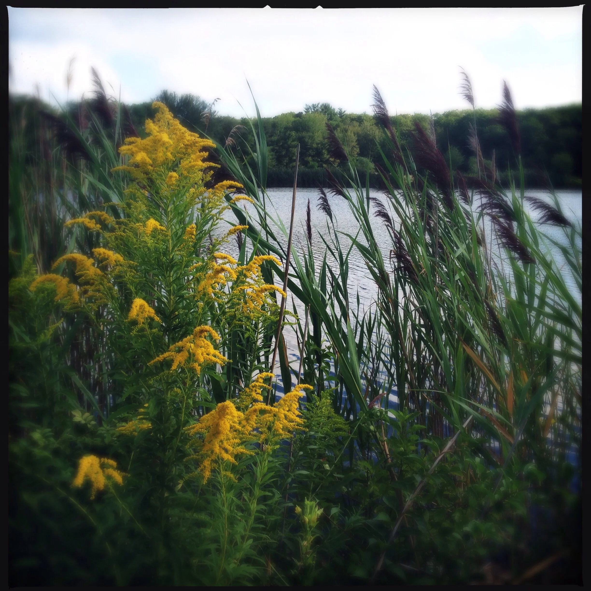 goldenrod