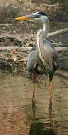 GBHeron.jpg