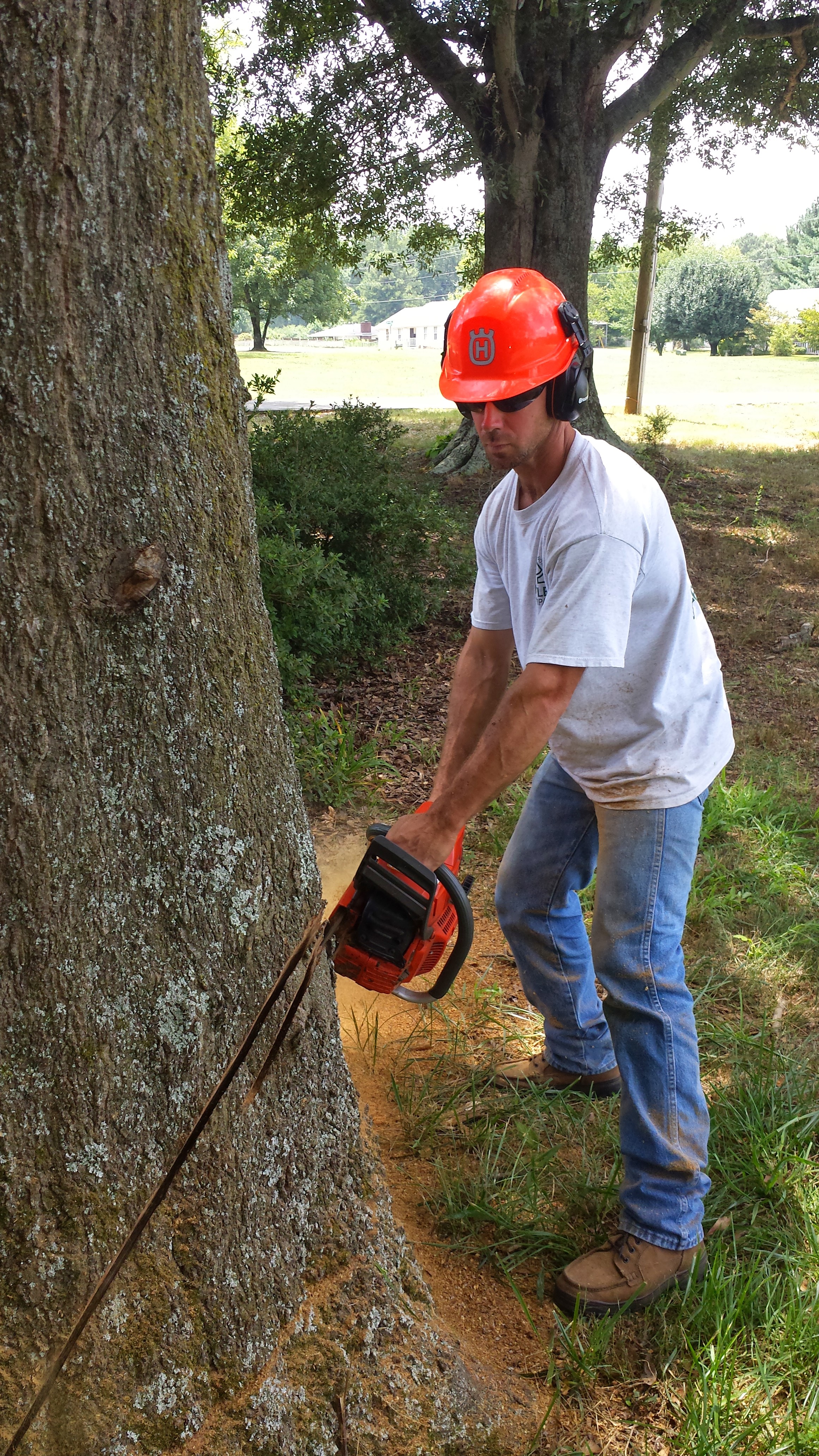 Aaron large tree during 1.jpg