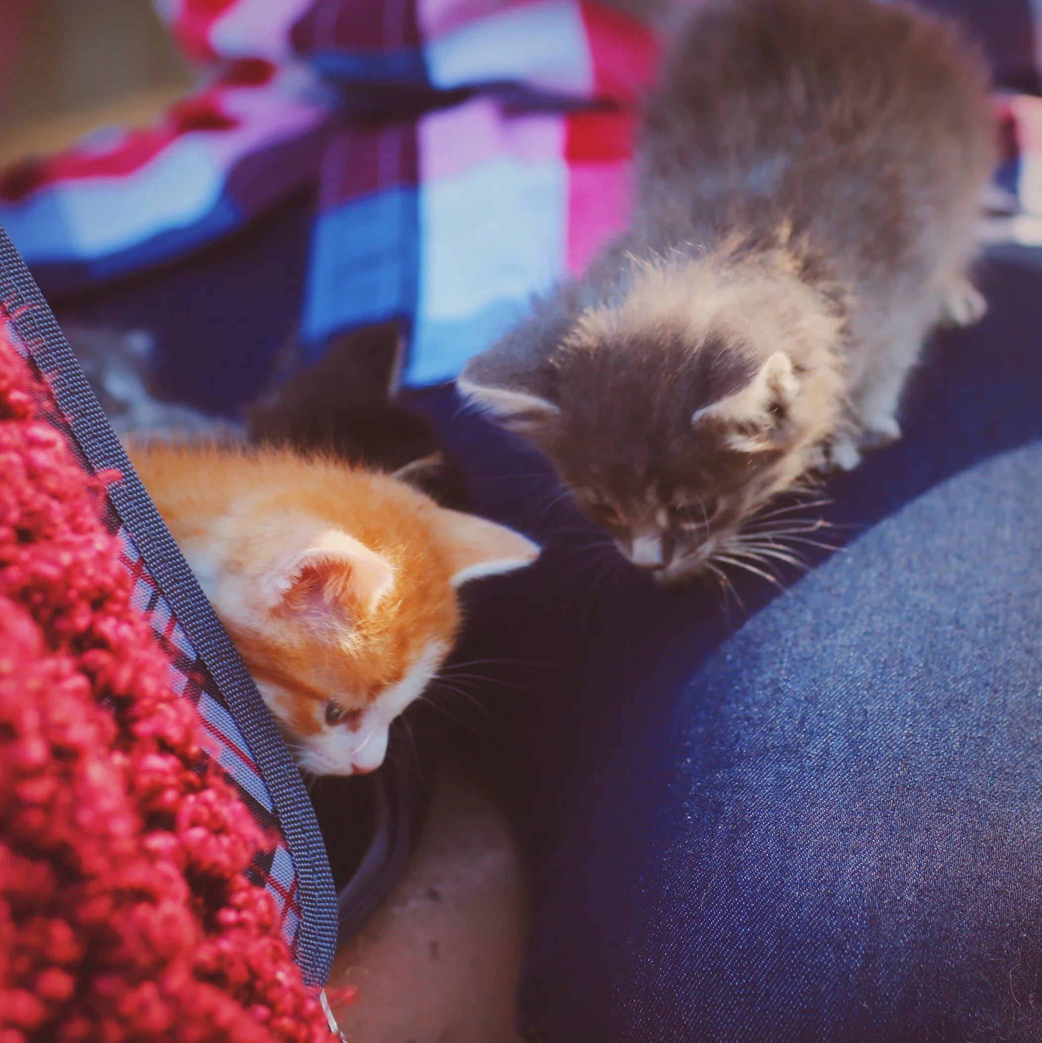 crochetkittens.jpg