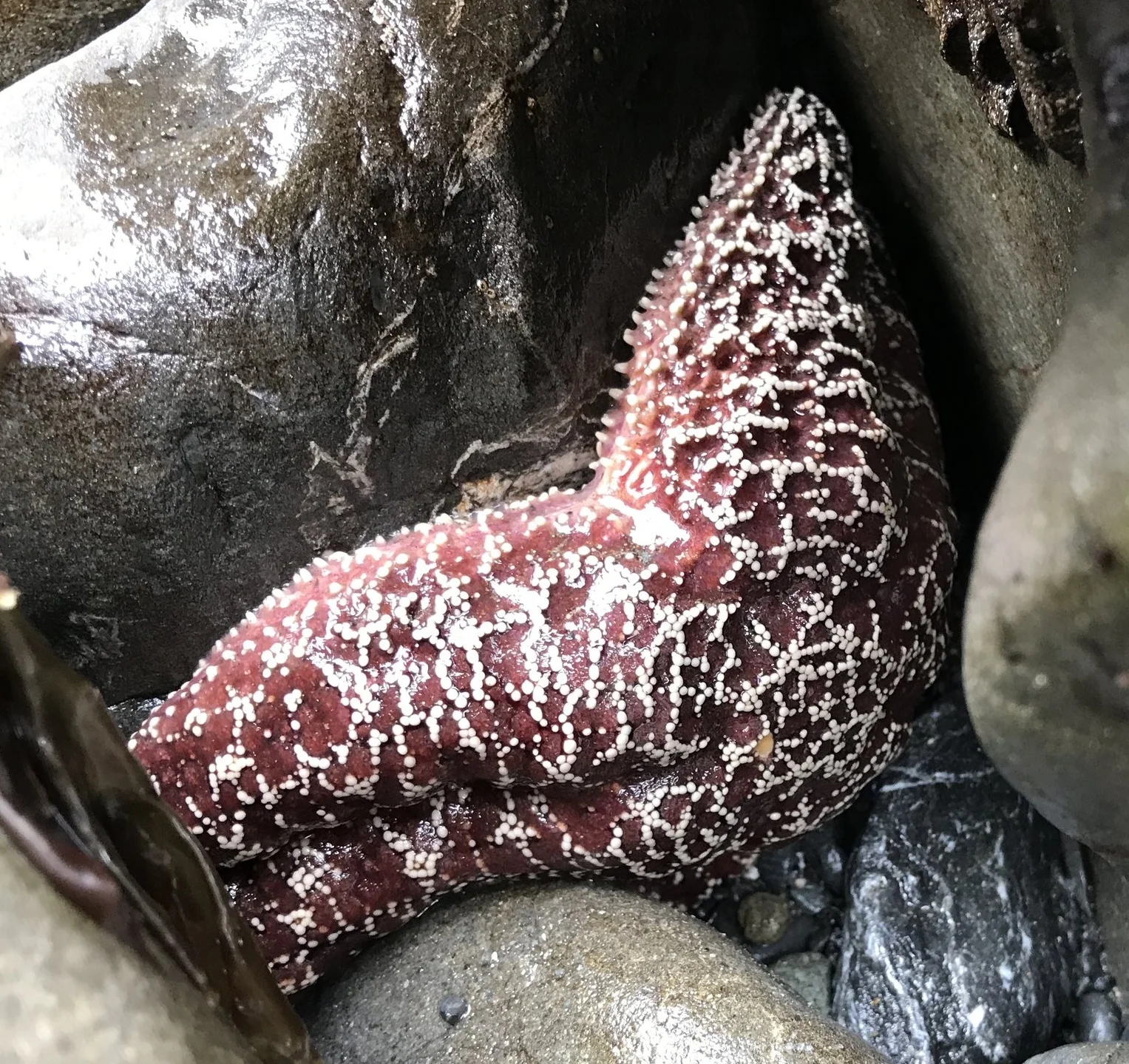 A second camera in your pocket