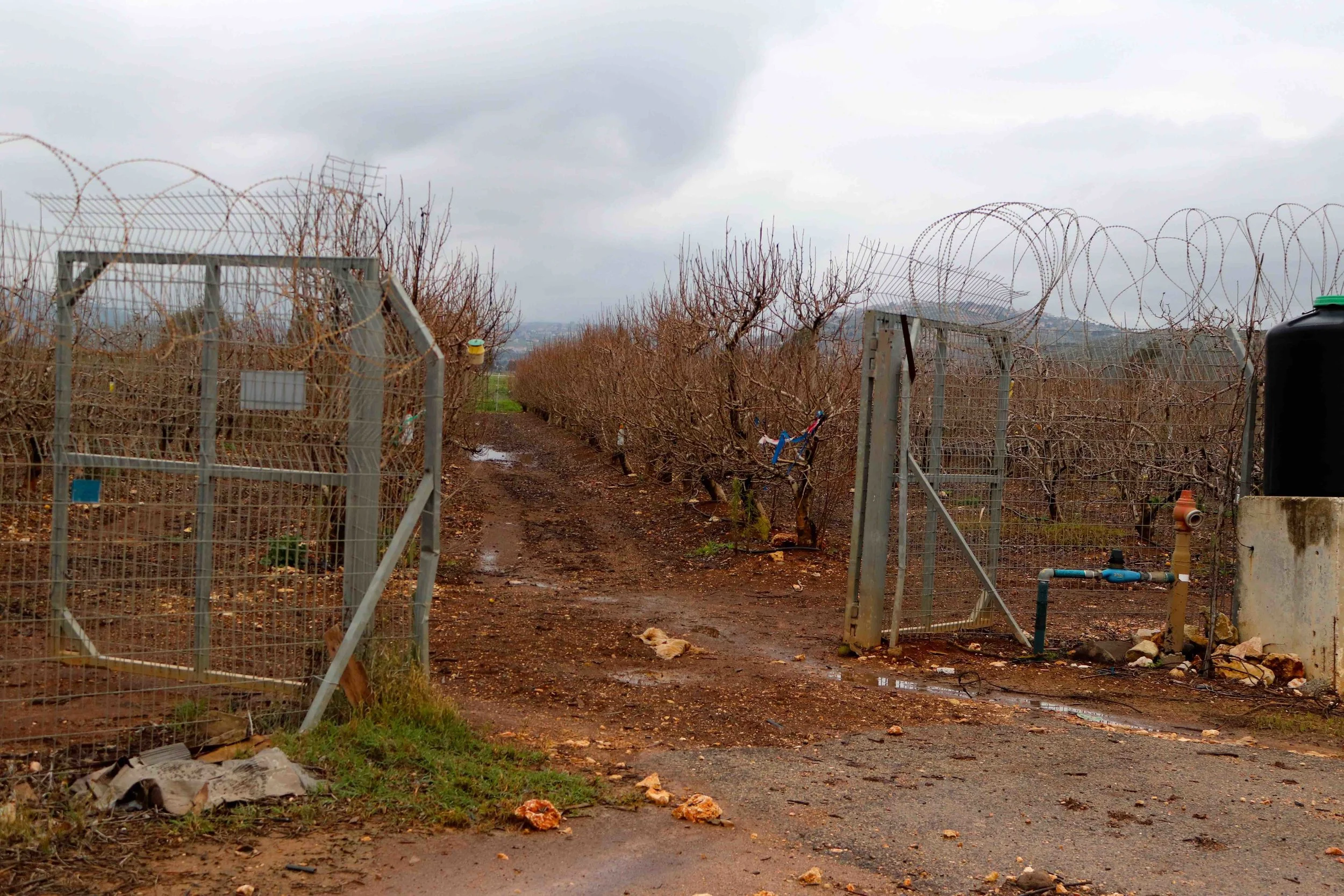 Apples are a big crop in northern Israel, just as in Central New York. These are Pink Lady trees. The security isn’t about people stealing apples, it’s about crossing borders.