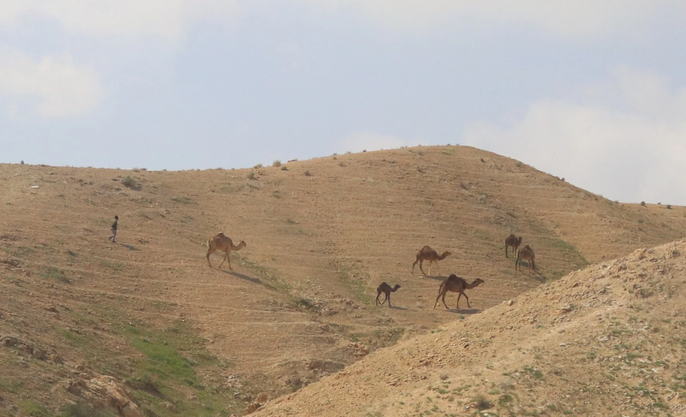 camels on hillside.jpg