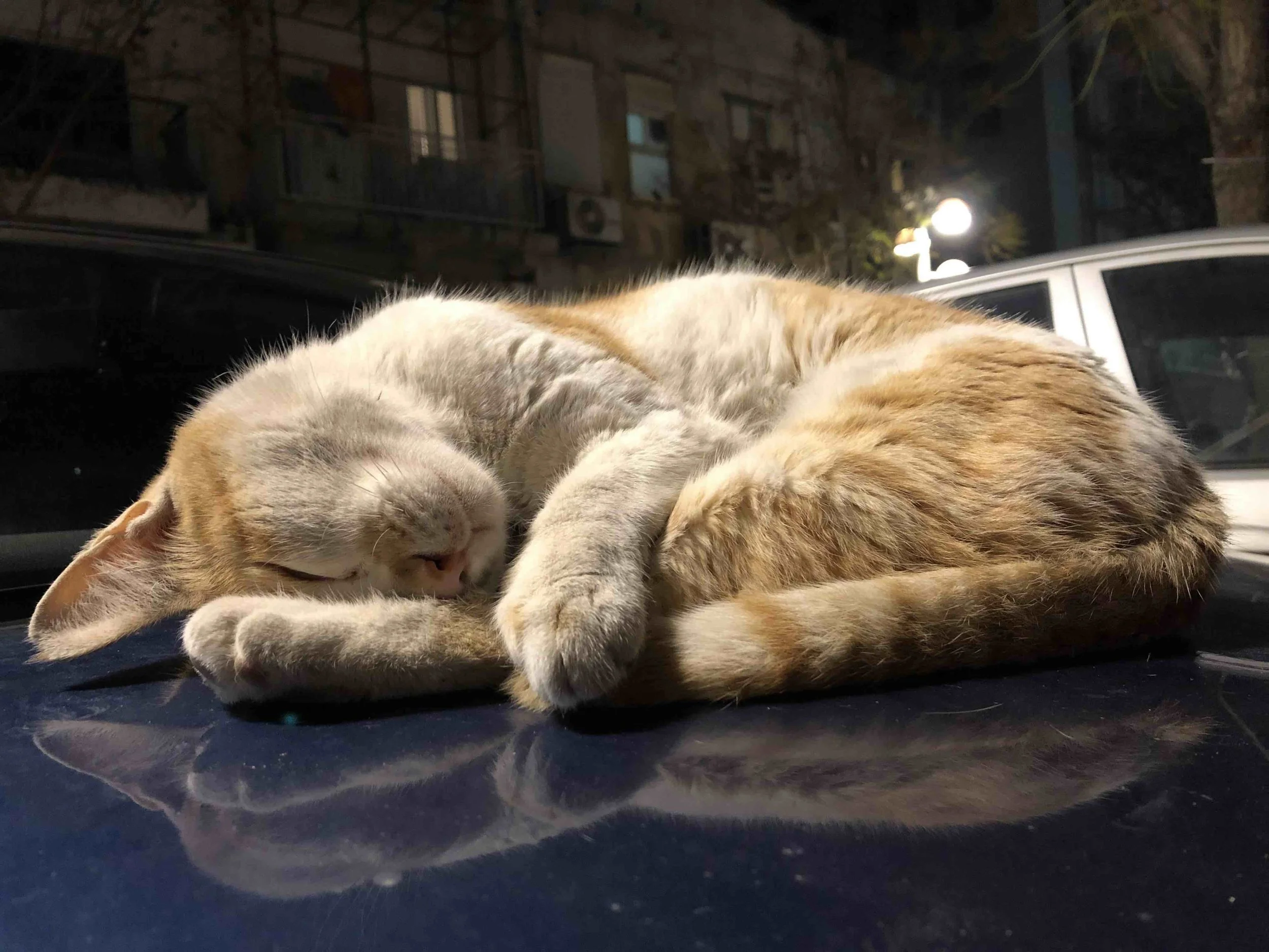 Lots of cats enjoy the relaxed Tel Aviv vibe.