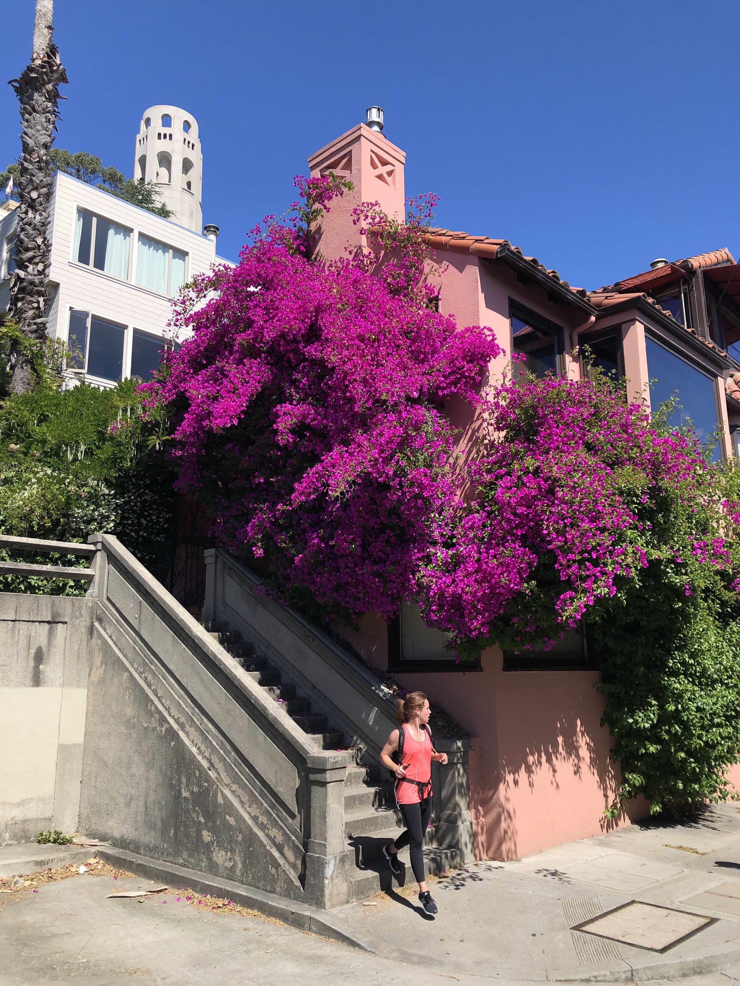 San Francisco's beautiful bougainvillea.