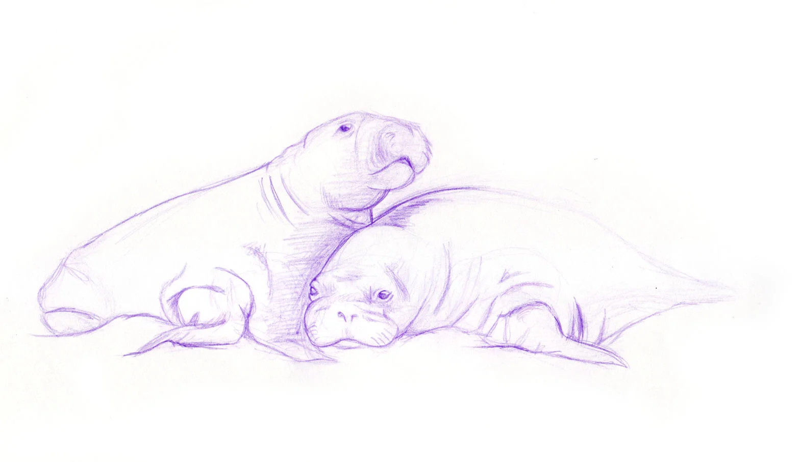 Walruses Sketch_2019.jpg
