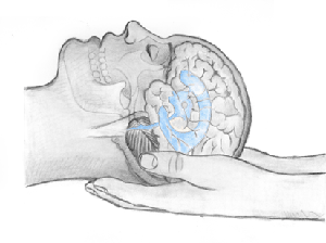 cranio_brain.gif
