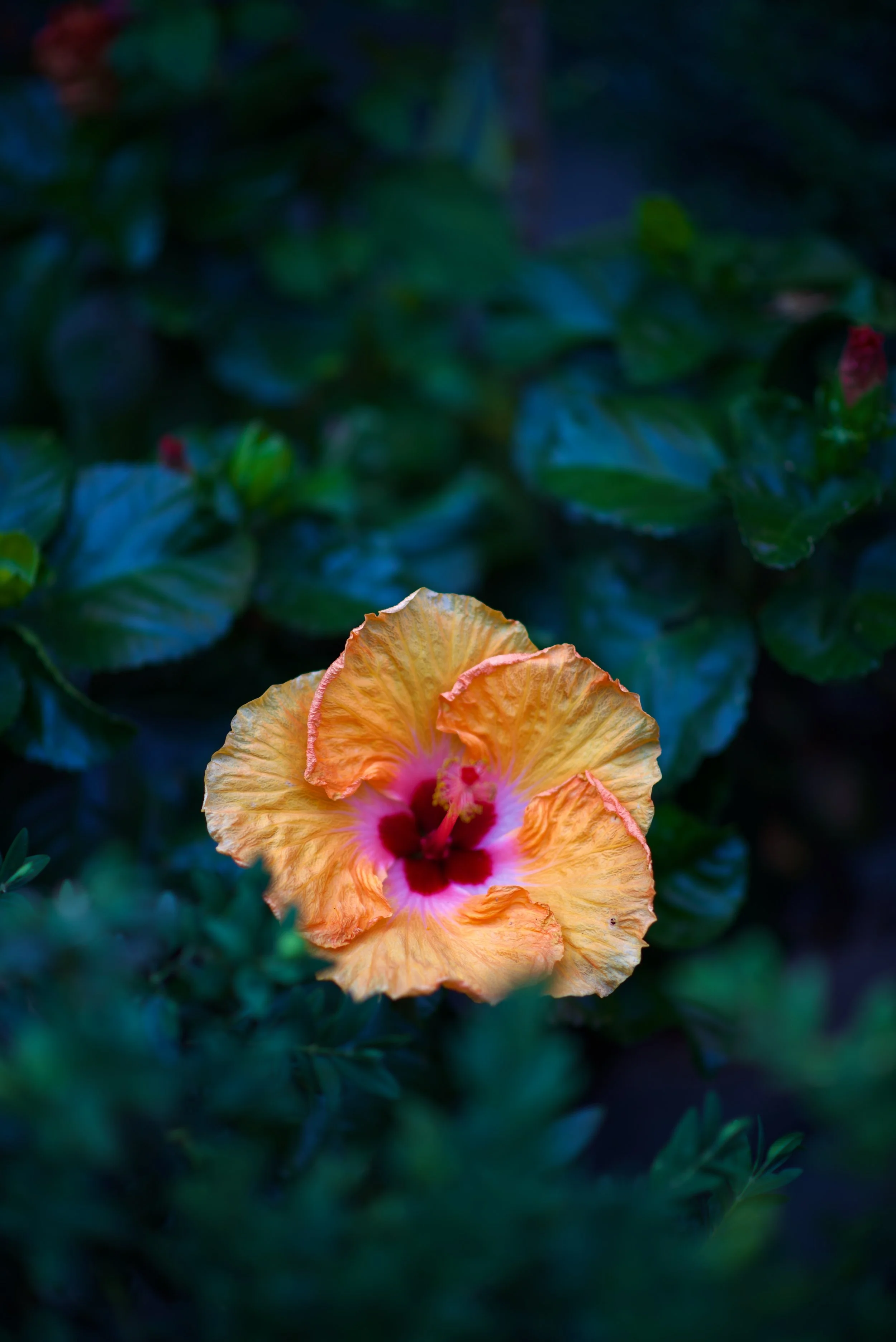 DSC_6907.jpeg