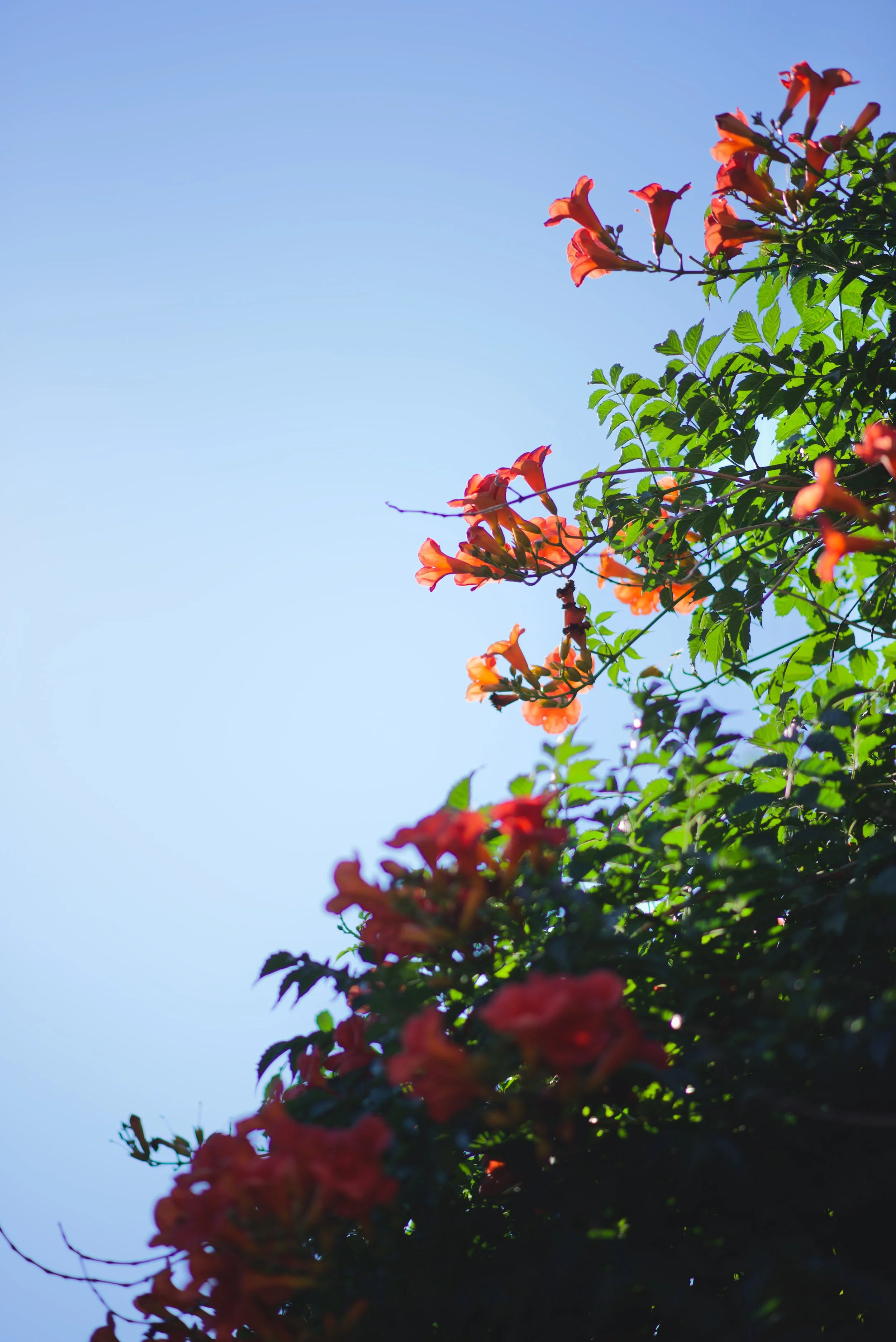 DSC_6929.jpeg