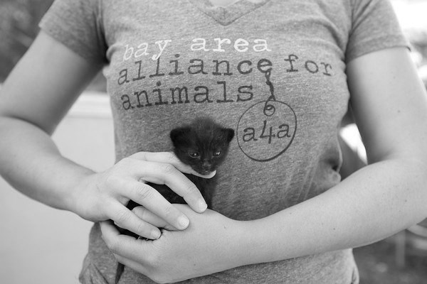 Kitten w tshirt.jpg