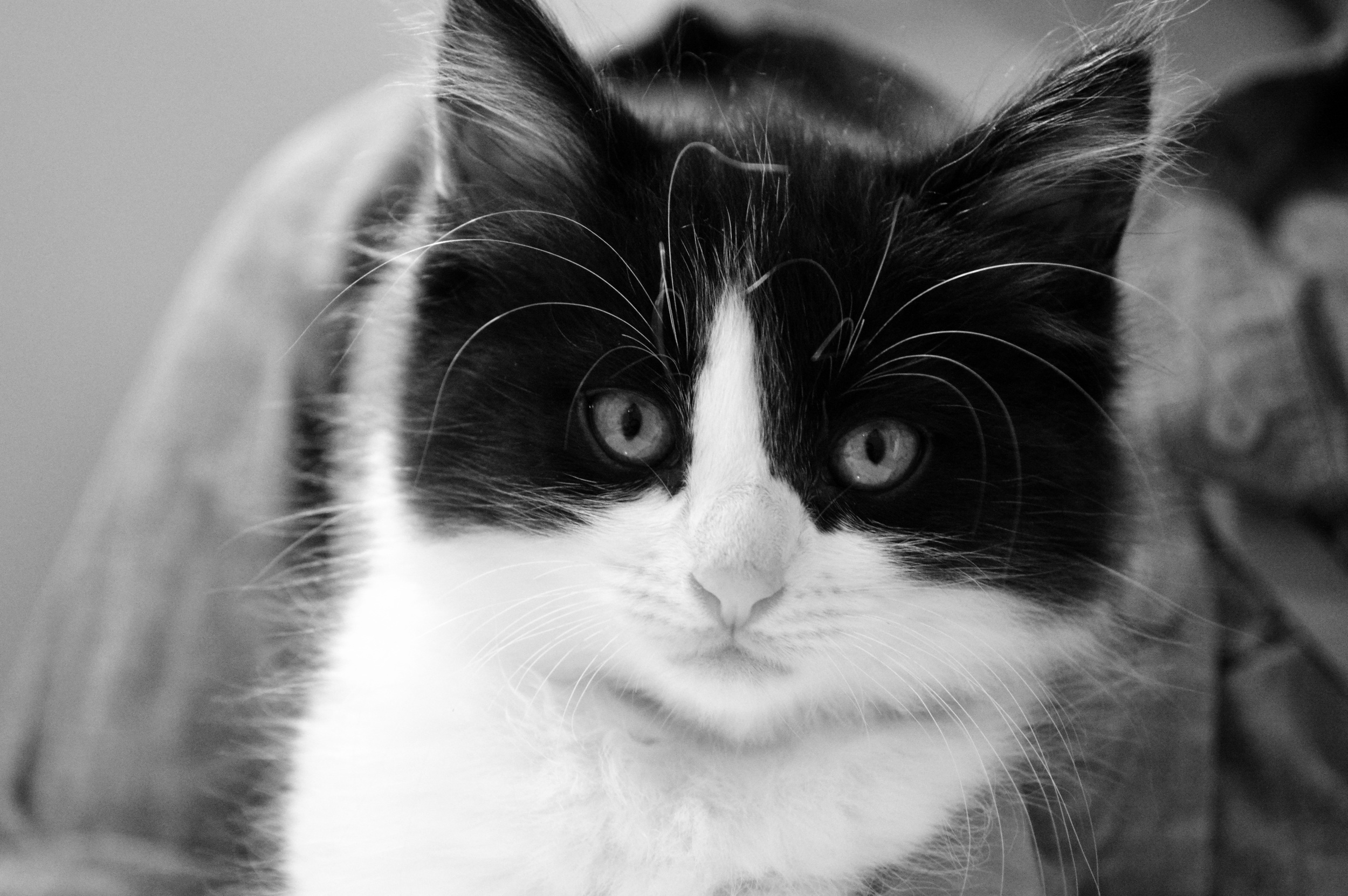 DSC_0088BW.jpg
