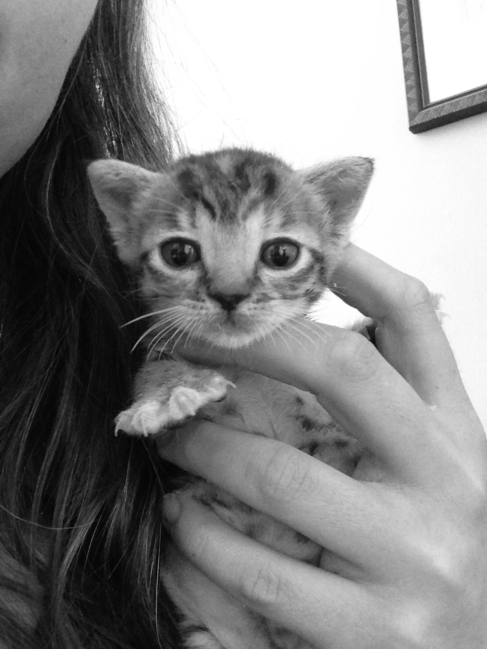 Blue Eyes Kitten .jpg