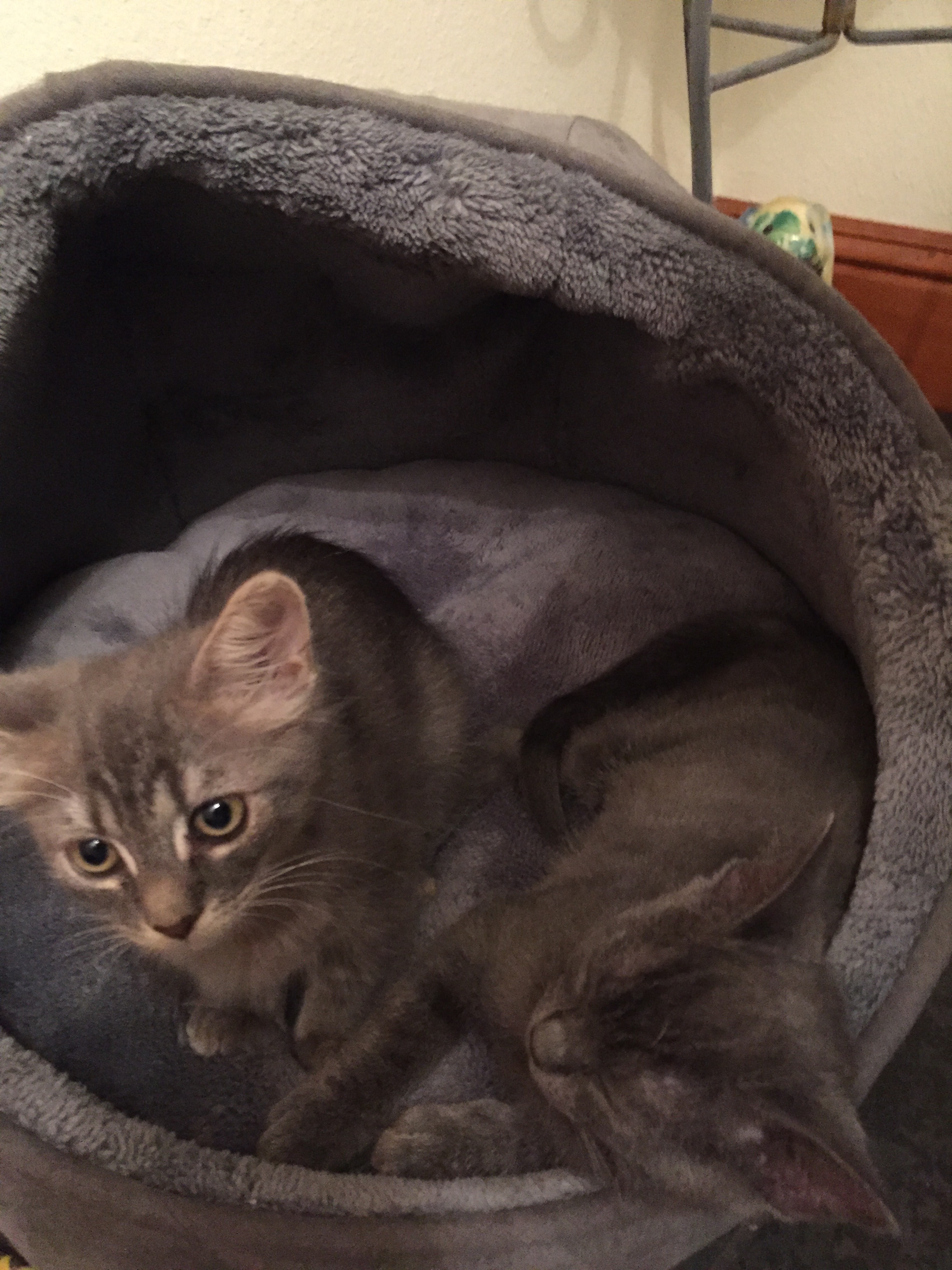 Lily & Ivy