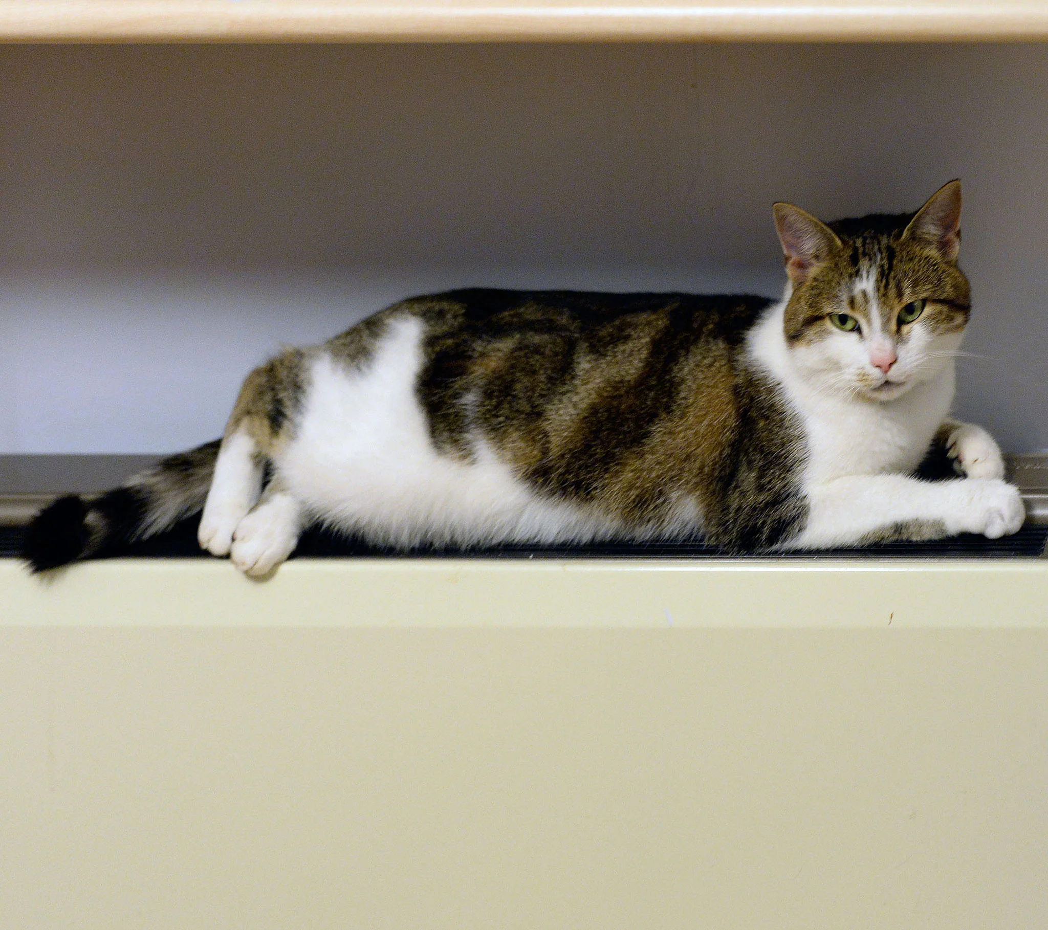 Nikon Df Sigma 50mm f/1.4 ART lens ISO 3200 f/1.4