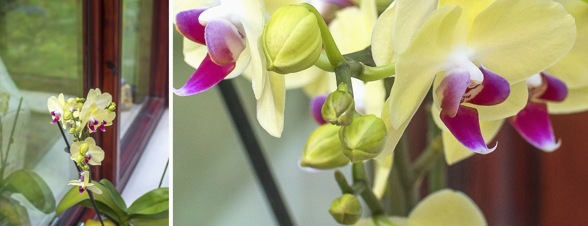 This is an example shot with a Metabones 0.64x Nikon > m4/3 Speed Booster and my Voigtlander 58mm f/1.4 lens at f/4