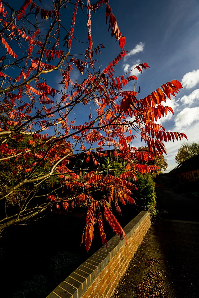 Canon 5Ds - Samyang 14mm - 1/1600th. sec. f/2.8 ISO 200