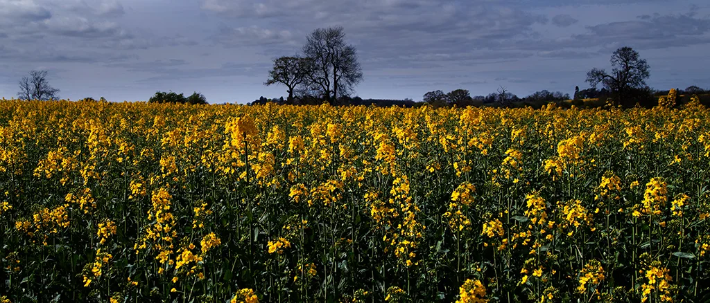 field of oil seed rape on a farm in the countryside