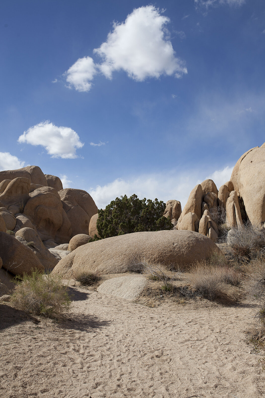 Joshua Tree, California. February 2018.