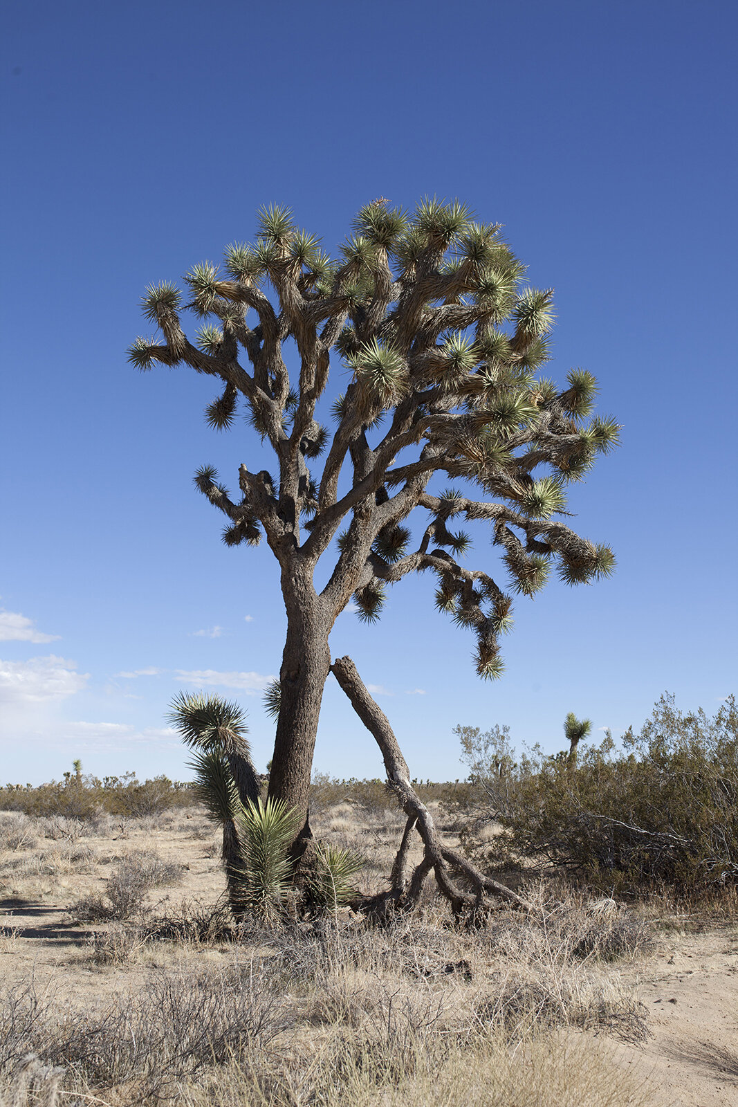 0218_JoshuaTree_32_webfinal.jpg