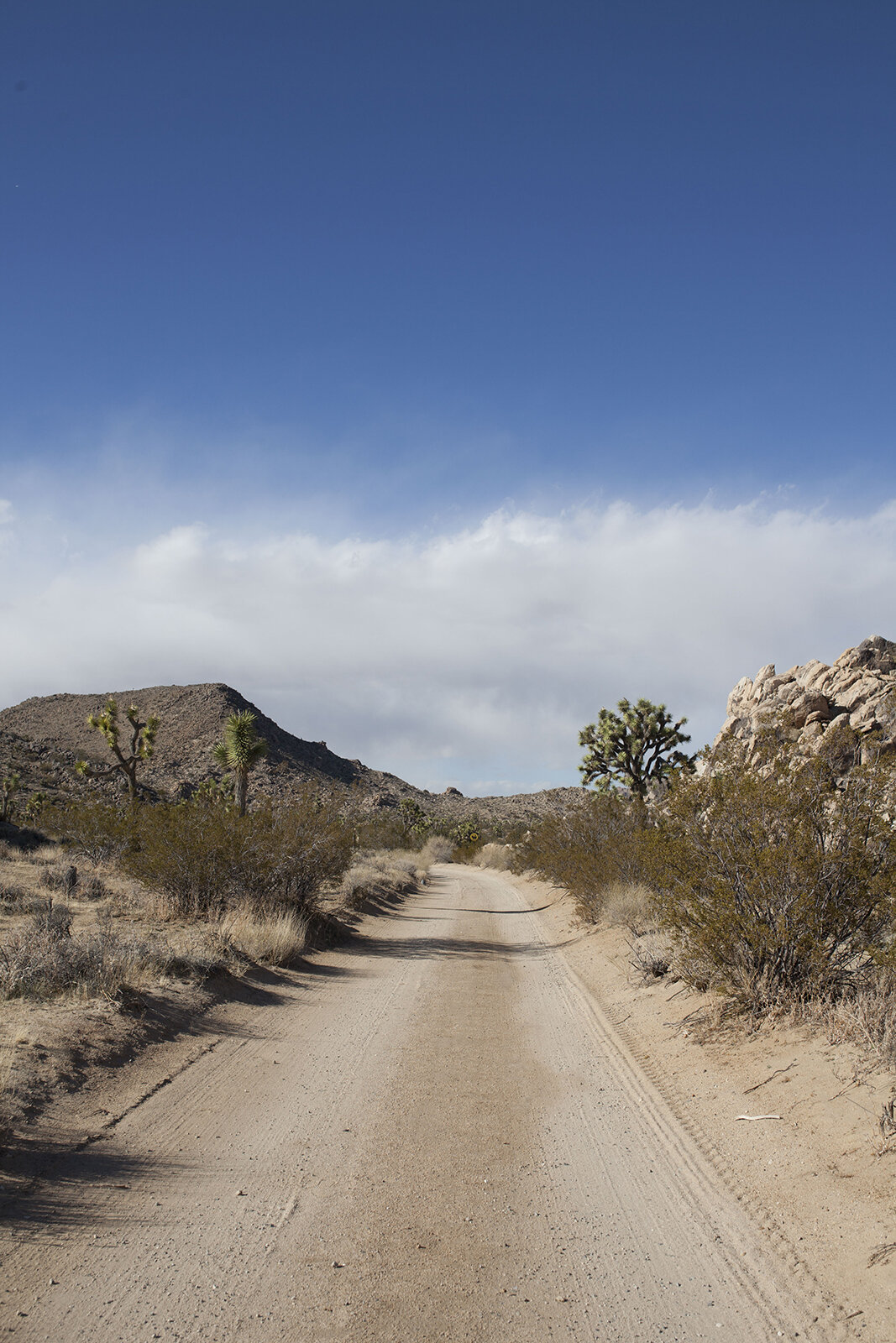 0218_JoshuaTree_33_webfinal.jpg