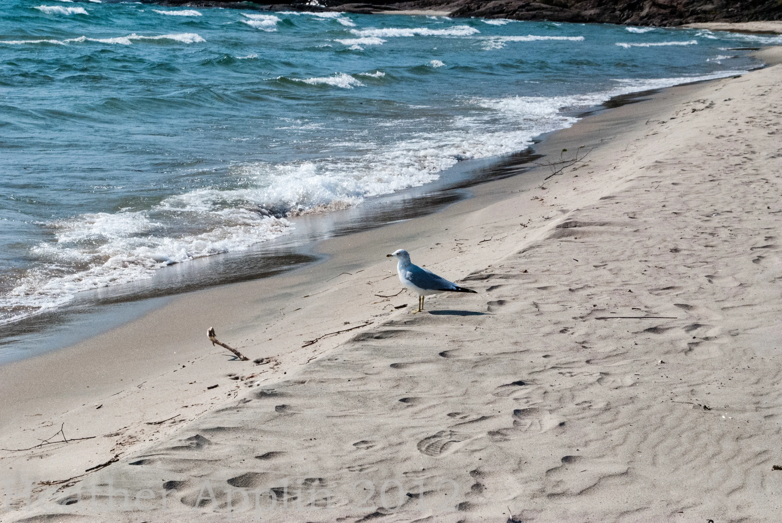 Seagull, 2012
