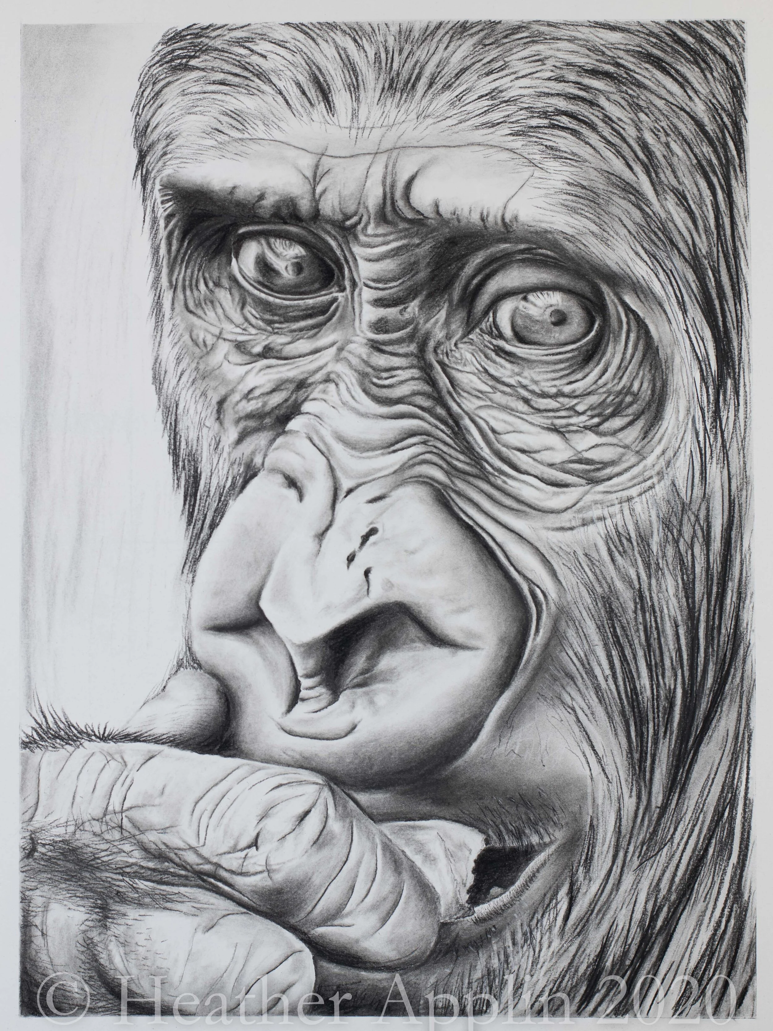 Gorilla-1.jpg