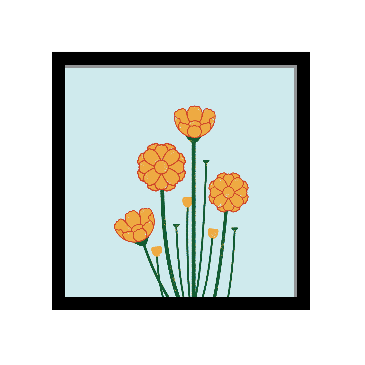 Desert Marigold