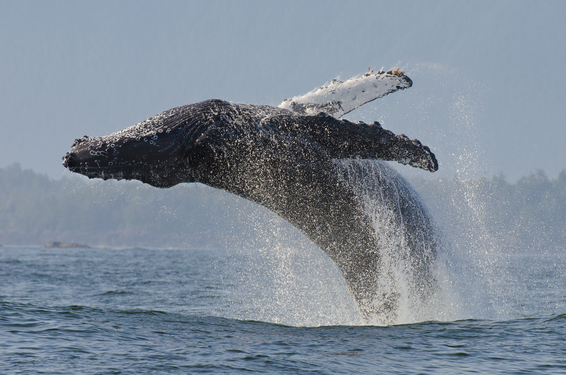  A 16m adult humpback whale breaches out of the water. 