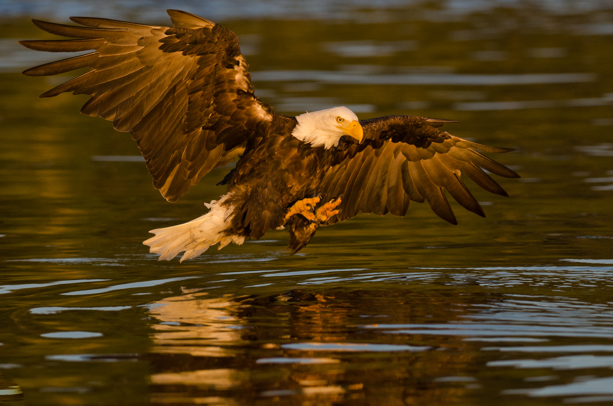 A bald eagle fishing at sunset