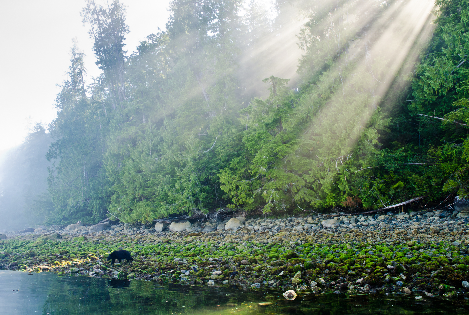 A black bear searches for crabs on the rocky shore whilst the sun burst through a fog filled forest. 