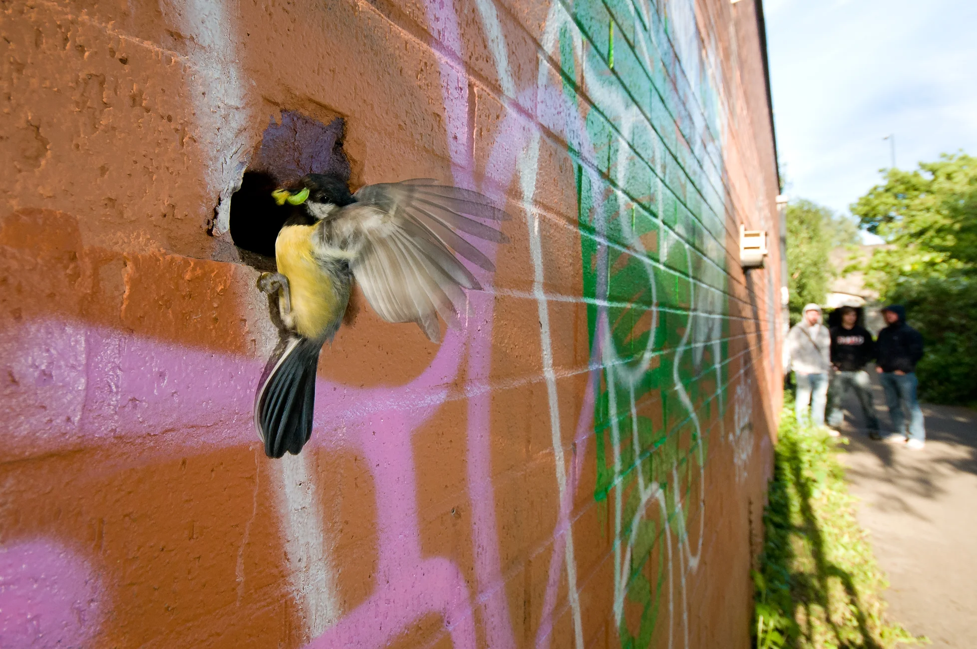 A great tit brings a caterpillar to its chicks. 