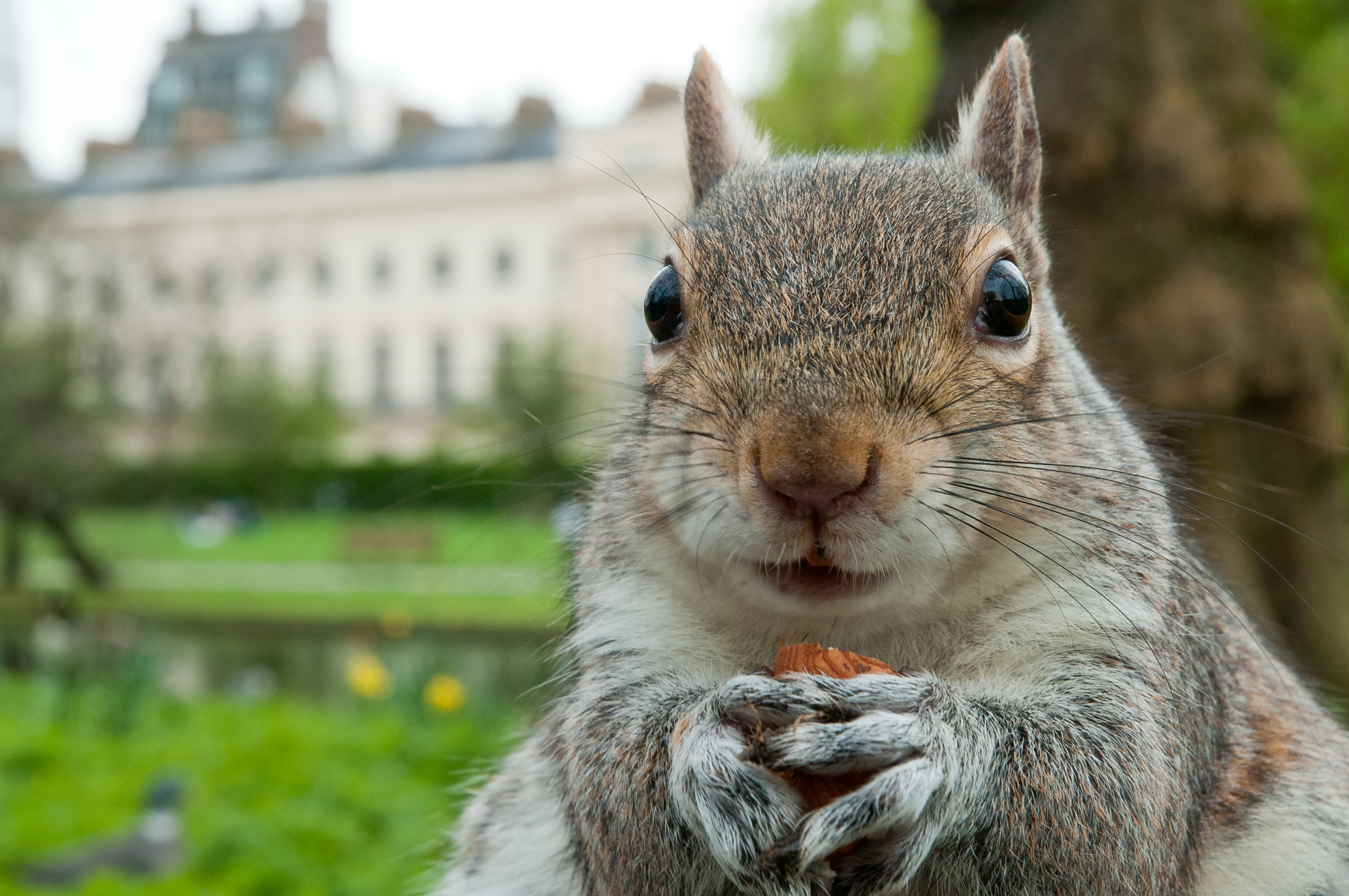  A grey squirrel feeding in a London park.&nbsp; 